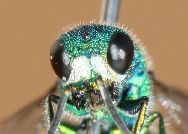 Chrysis face.JPG