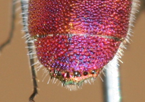 Chrysis T3.JPG