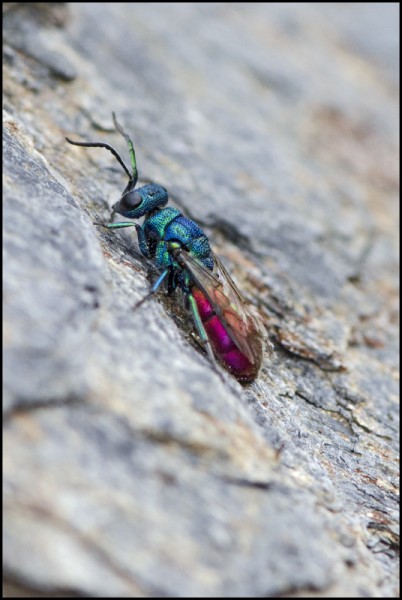 Chrysura_Niguelas_red.jpg