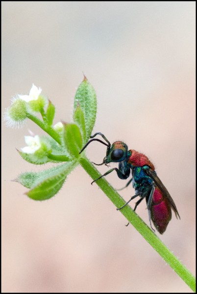 Chrysura_Niguelas_dichroatipe_red.jpg