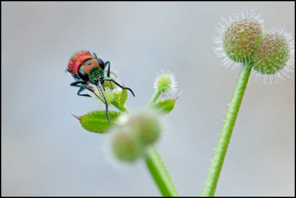 Chrysura_Niguelas_dichroatipe_face_red.jpg