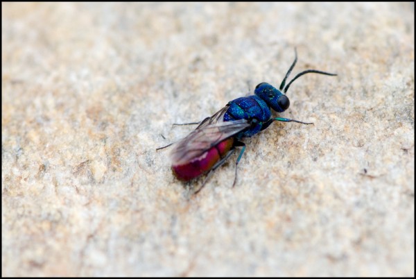 Chrysis_Niguelas_Azul_red.jpg