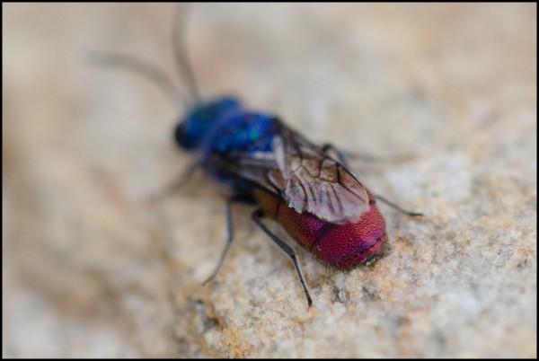 Chrysis_Niguelas_Azul_apical_red.jpg