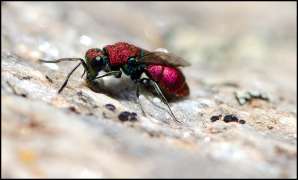 Chrysura_dichroa_Mondujar_a_red.jpg