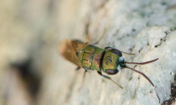 Chrysis_mini_verde_Niguelas_front_red_b.jpg