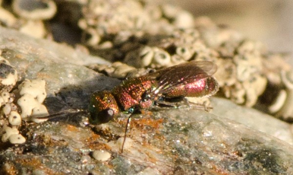 Chrysidoidea_cobrizo_mini_niguelas_bred.jpg