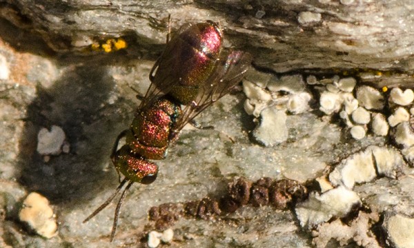 Chrysidoidea_cobrizo_mini_niguelas_red_b.jpg