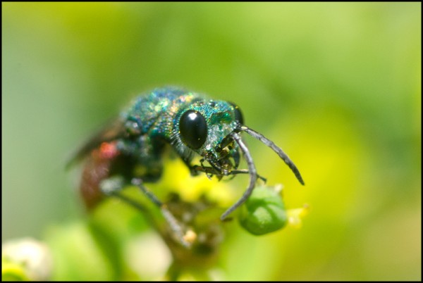 Chrysis_4_teeth_Niguelas_face_red.jpg