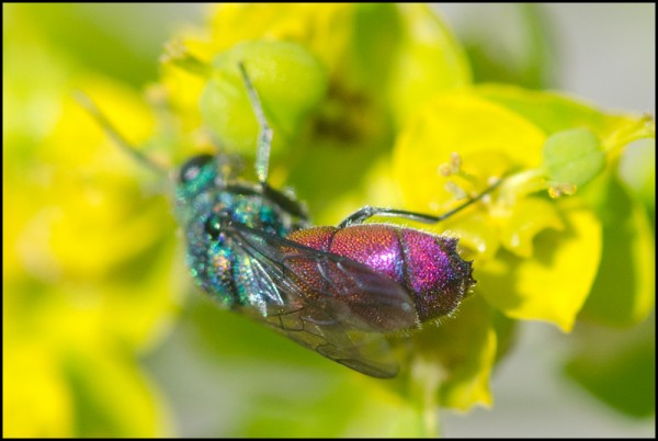 Chrysis_4_teeth_Niguelas_last_tergite_red.jpg