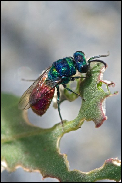 Chrysis_Niguelas_pequeño_red.jpg