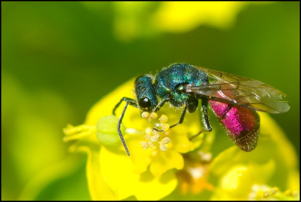Chrysura_sp_Niguelas_Austriaca_red.jpg