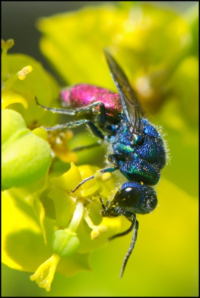 Chrysura_austriaca_Niguelas_red.jpg