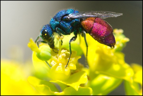 Chrysis_comparata_Niguelas_red.jpg