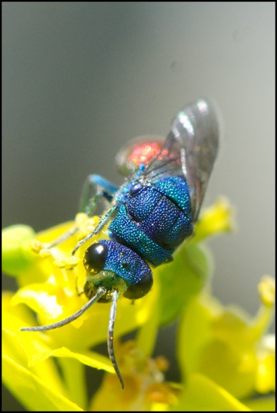 Chrysis_comparata_face_Niguelas_red.jpg