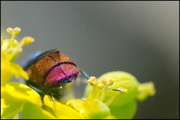 Chrysis_inaequalis_Niguelas_red.jpg