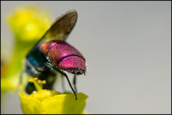 Chrysis_inaequalis_apical_tergite_red.jpg