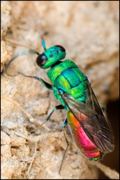 chrysis_chrysoprasina_Orgiva_Red.jpg