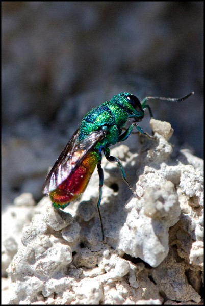 chrysis_chrysoprasina_Orgiva_b_red.jpg