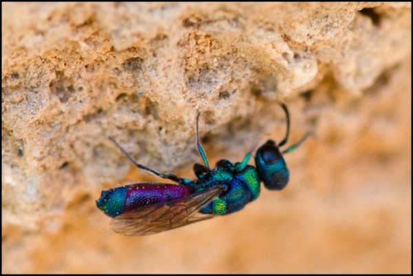 Chrysis_small_Orgiva_red.jpg