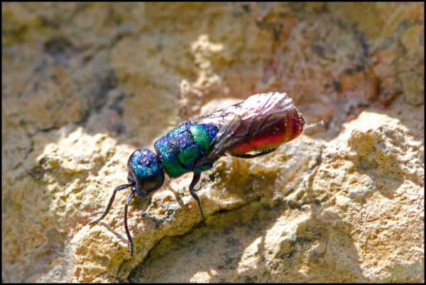 Chrusis_scutellaris_Orgiva_red.jpg
