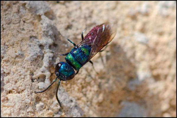 Chrysis_small_Orgiva_face_red.jpg