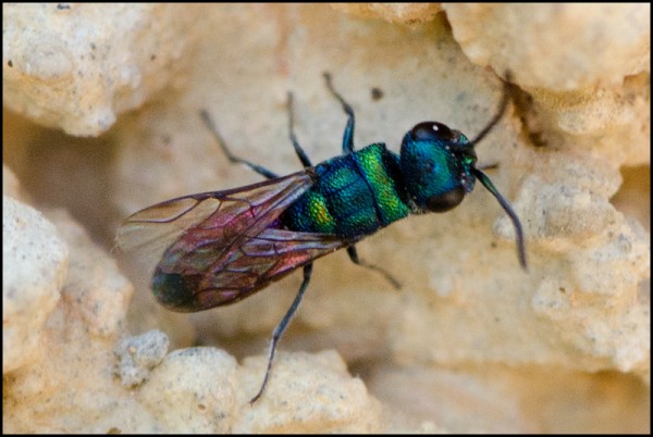 chrysis_splendidula_Orgiva_red.jpg