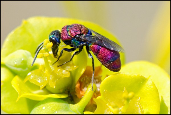 Chrysura_Sierra_Nevada_Durcal_red.jpg