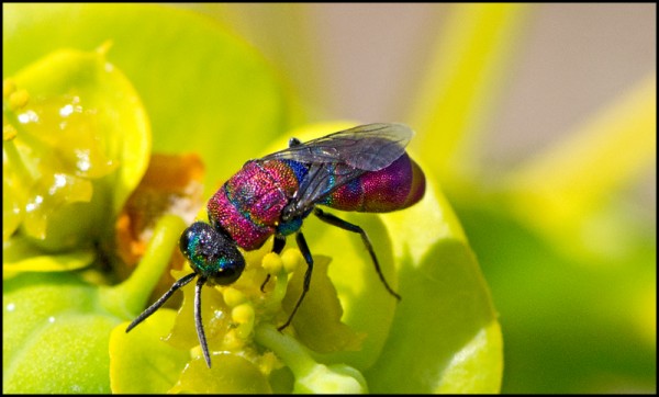 Chrysis_coeruleiventris_Durcal_red.jpg
