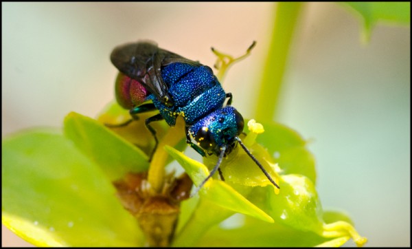 Holopyga fastuosa_Durcal_red.jpg