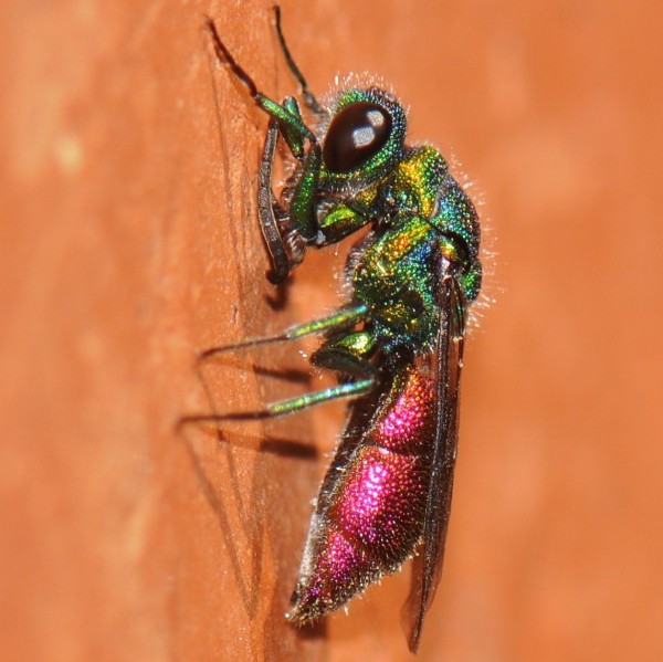 Chrysididae_7mm_1.jpg