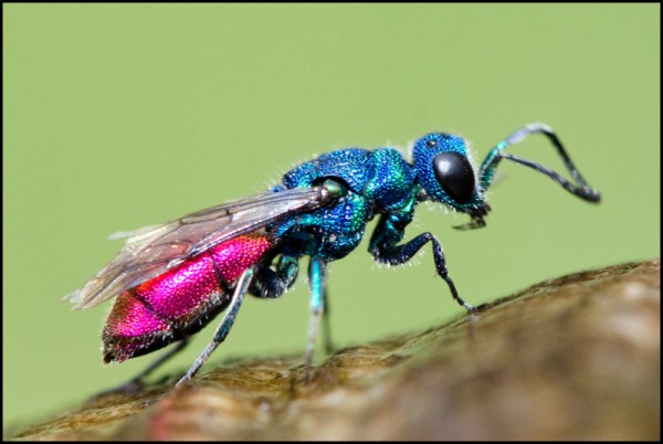 Chrysis_ignita_Durcal_red.jpg
