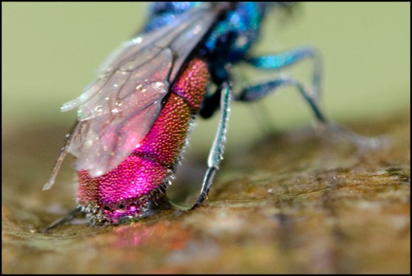 Chrysis_ignita_Durcal_apical_red.jpg