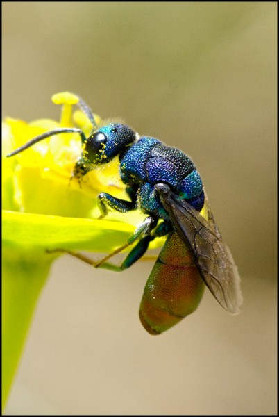Chrysis_sp_Durcal_gaster_claro_red.jpg