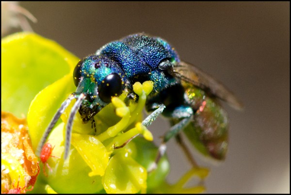 Chrysis_sp_Durcal_gaster_claro_face_red.jpg