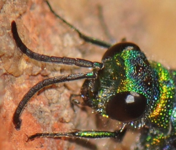 Chrysididae_7mm_2.jpg