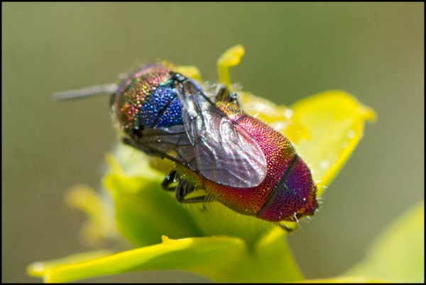 Chrysis_Durcal_red_face_apical_red.jpg