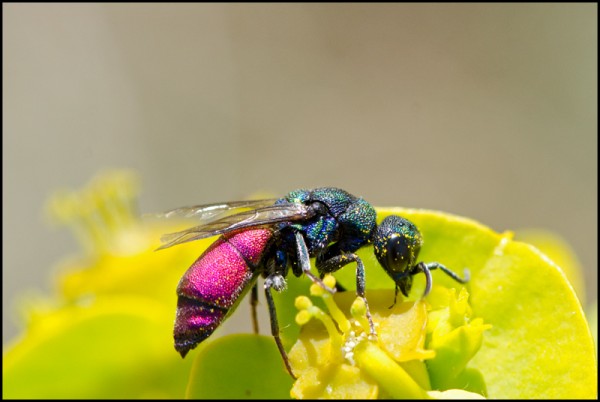 Chrysis_negro_Durcal_red.jpg