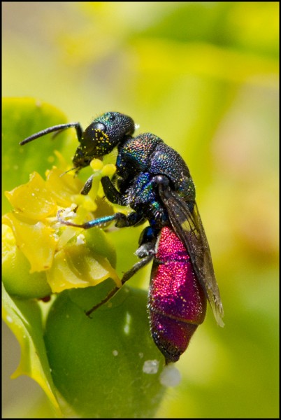 Chrysis_negro_Durcal_emarginatula_red.jpg