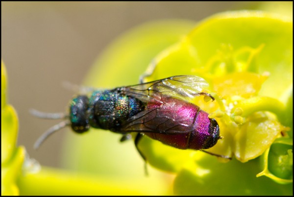 Chrysis_emarginatula_Durcal_red.jpg