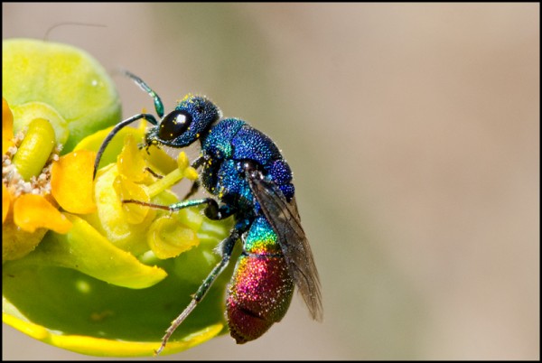 Chrysis_1_tergito_verde_Durcal_red.jpg