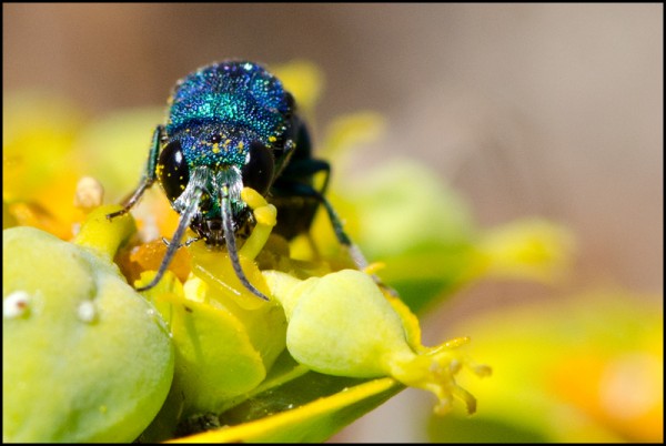 Chrysis_1_tergito_verde_Durcal_face_red.jpg