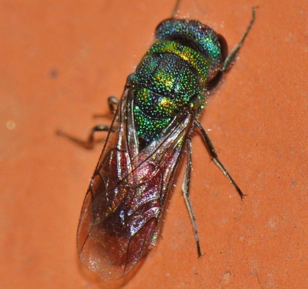 Chrysididae_7mm_3.jpg