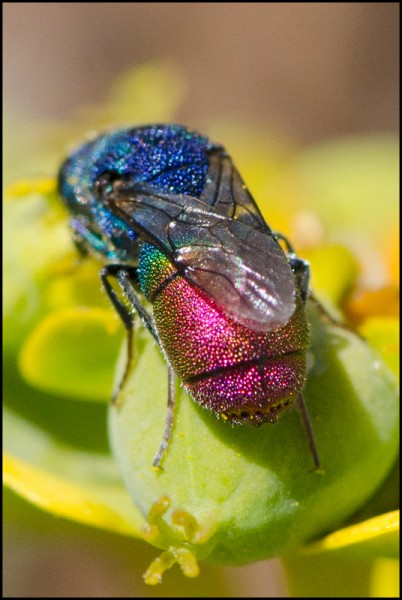 Chrysis_1_tergito_verde_Durcal_apical_red.jpg