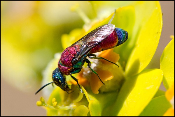 Chrysis_apical_blue_Durcal_red.jpg
