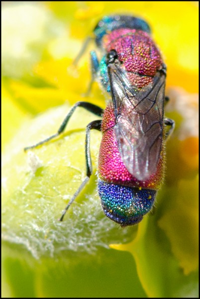 Chrysis_gogorzae_Durcal_apical_red.jpg
