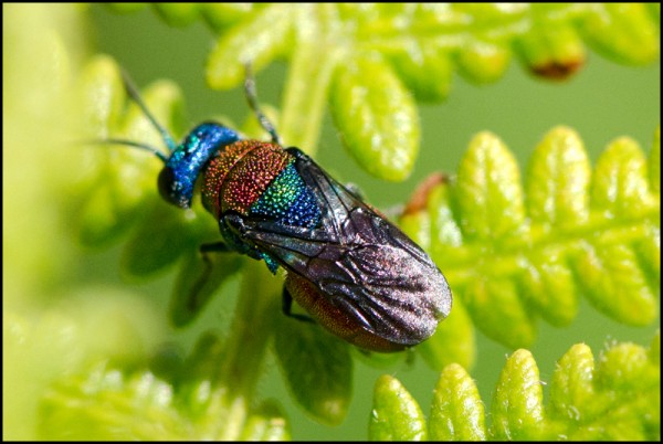 Holopyga_chrysonotus_Durcal_red.jpg