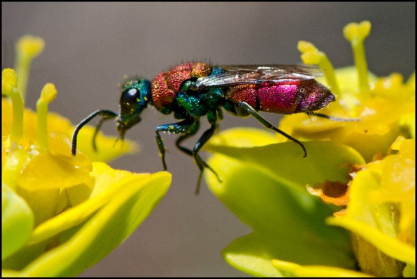 Chrysis_Durcal_type_Dichroa_red.jpg