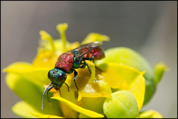 Chrysis_Durcal_type_Dichroa_b_red.jpg