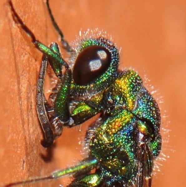 Chrysididae_7mm_5.jpg