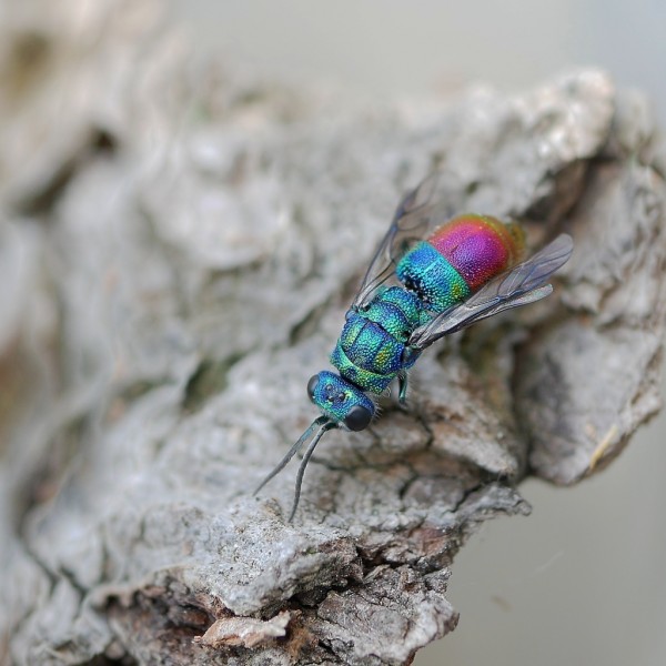 Chrysis fulgida 4.jpg